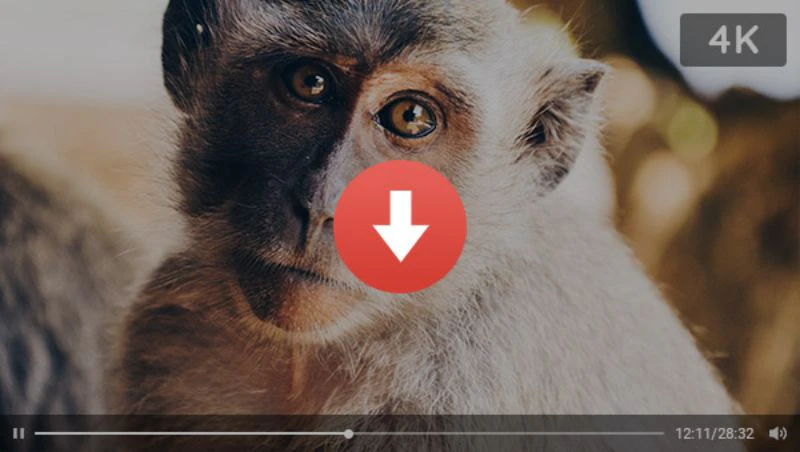 best 4k video downloader